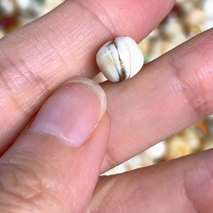 未镶嵌蜜蜡裸石8.5mm一个