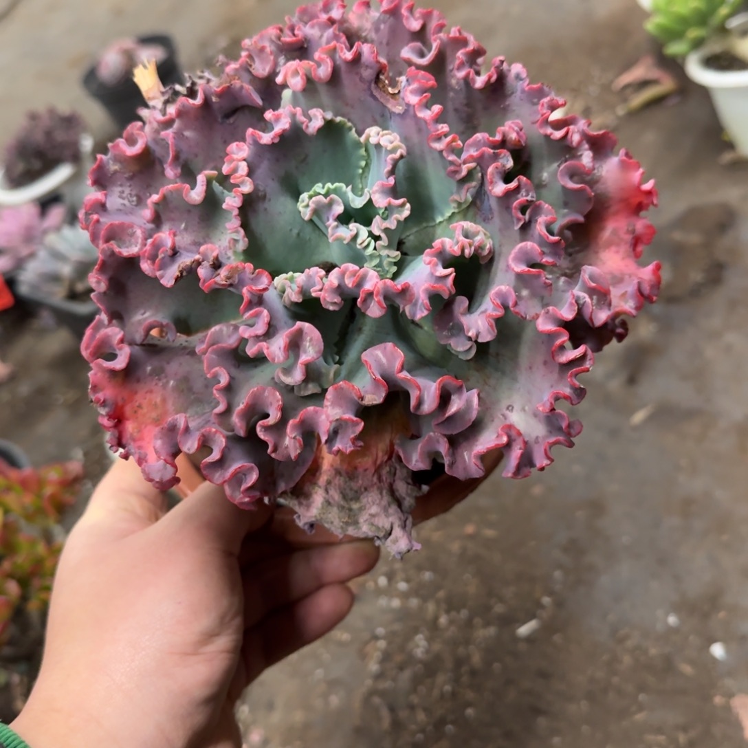 女王花笠大单头老桩