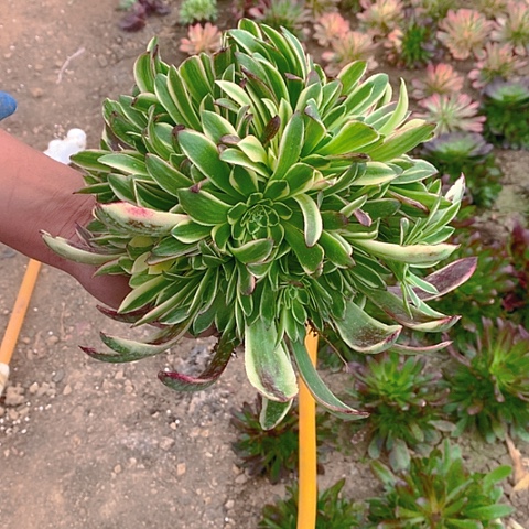 300朝霞多肉植物