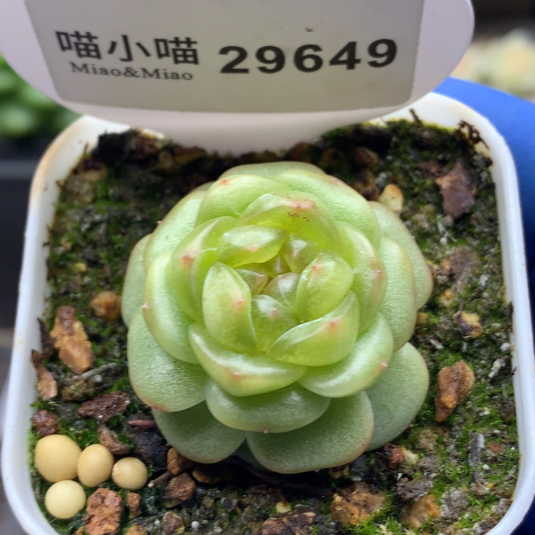 多肉植物杂交珍妮