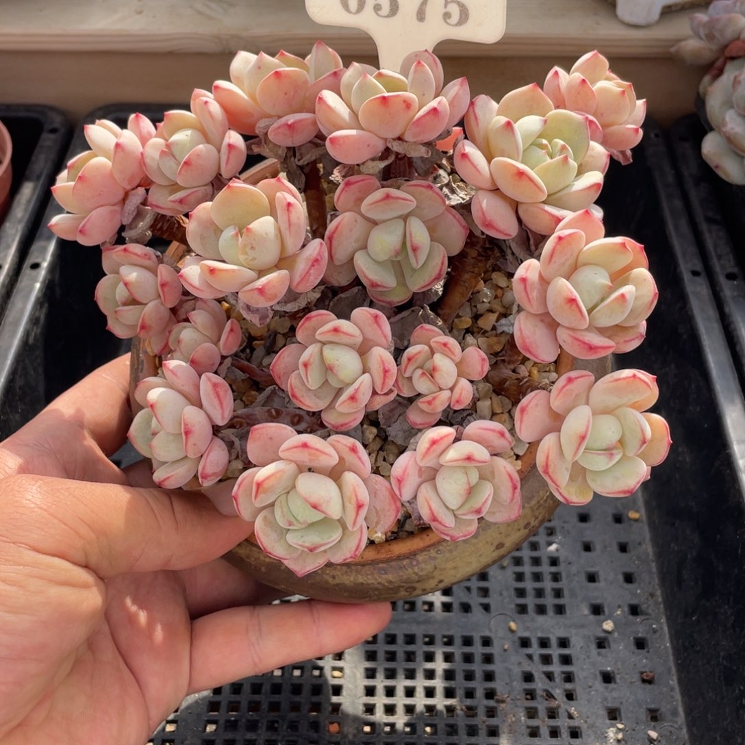 0575香草不带盆18厘米