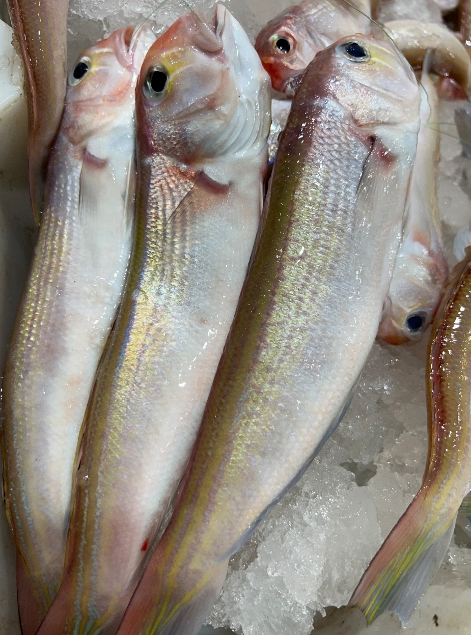 汕尾本港新鲜钓 青筋马头鱼