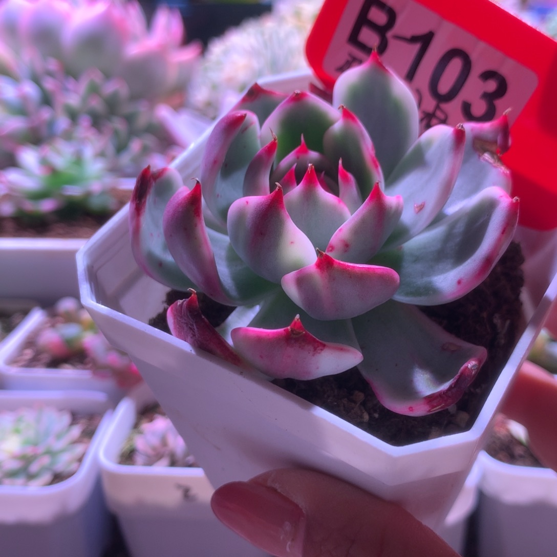 弗朗明戈覆轮锦有根