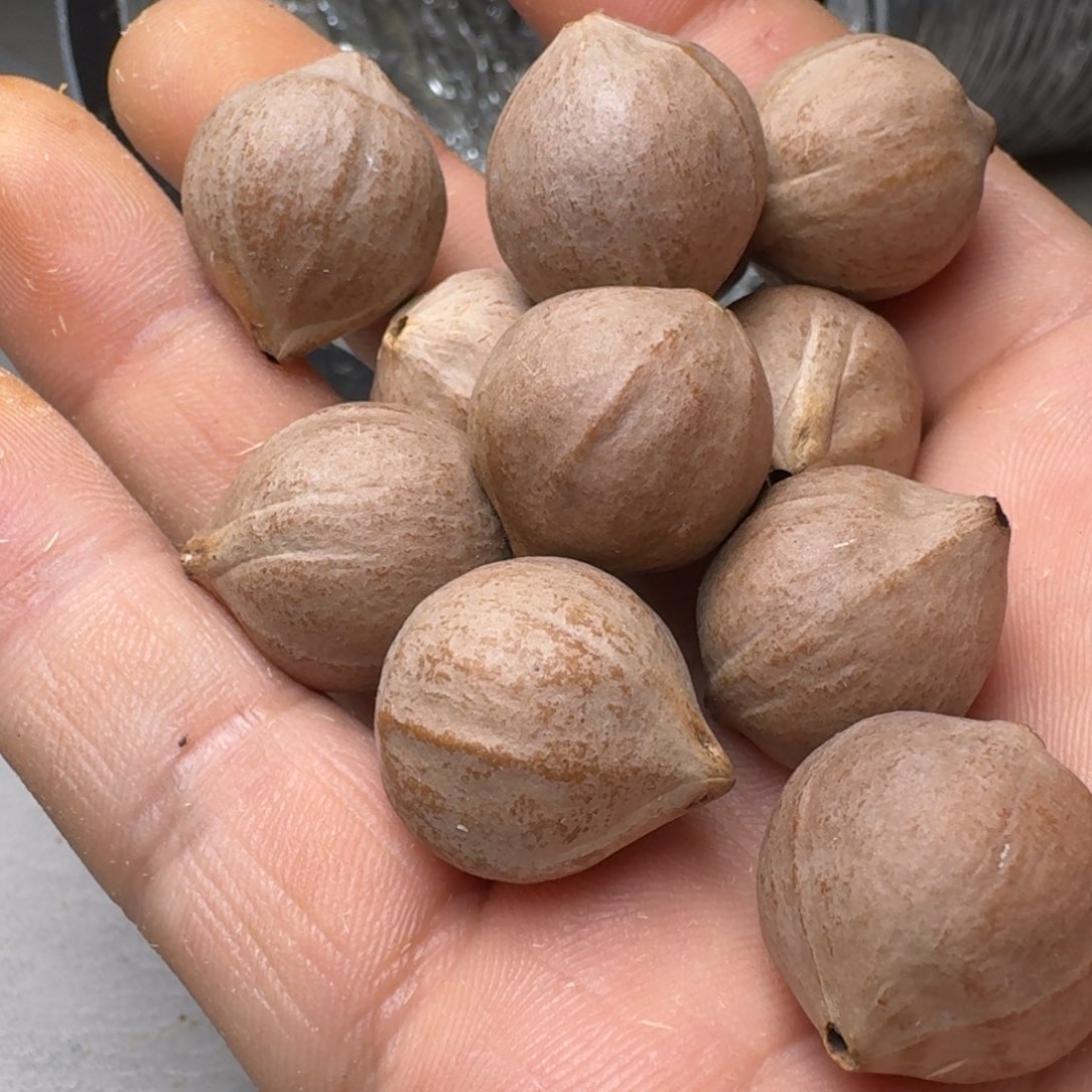 无***谓橄榄核手串橄榄核