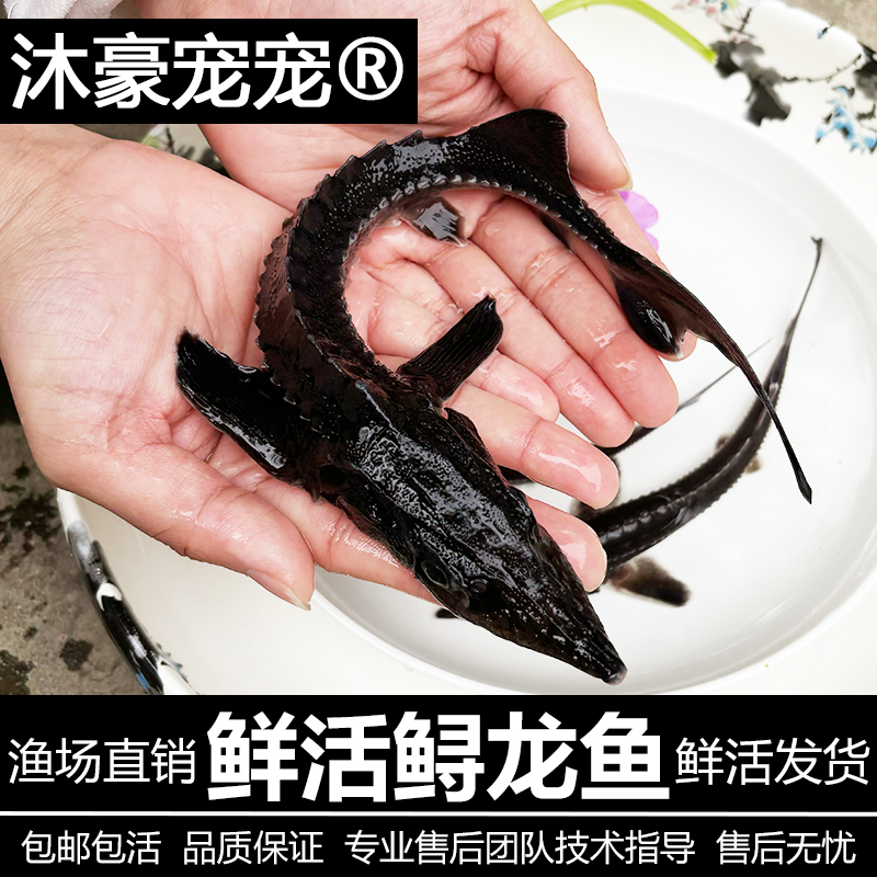 沐豪宠宠【运营推荐】鲟龙鱼观赏冷水鱼水产水族鲟龙鱼食用淡水养殖