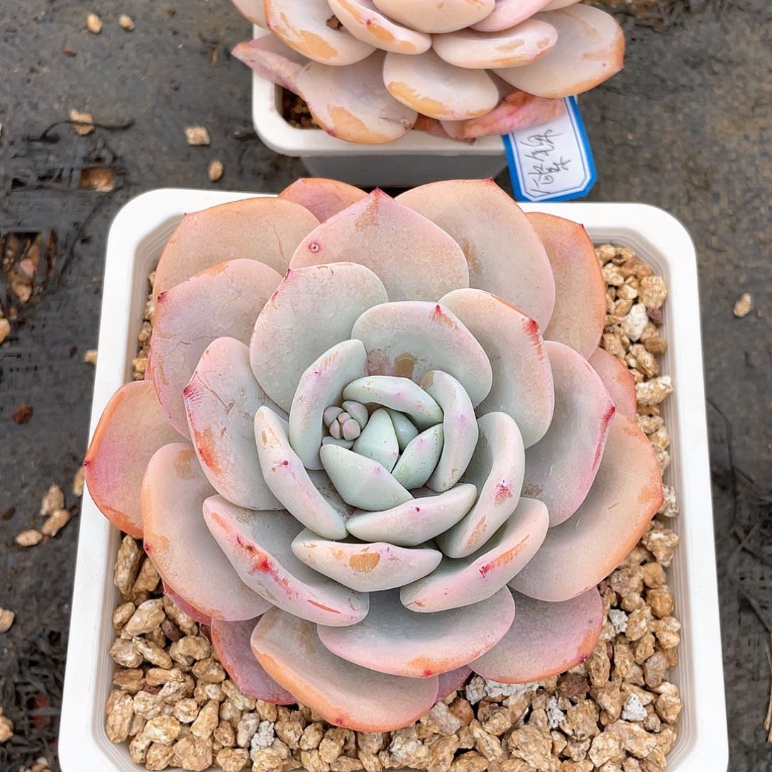 繁*.多肉植物多肉植物