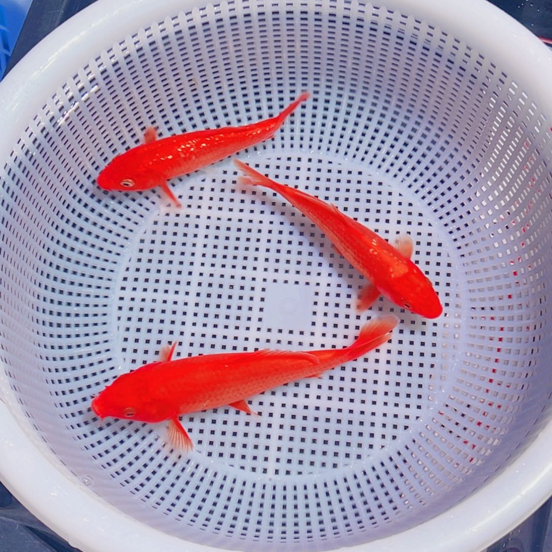 锦鲤锦鲤观赏鱼1111