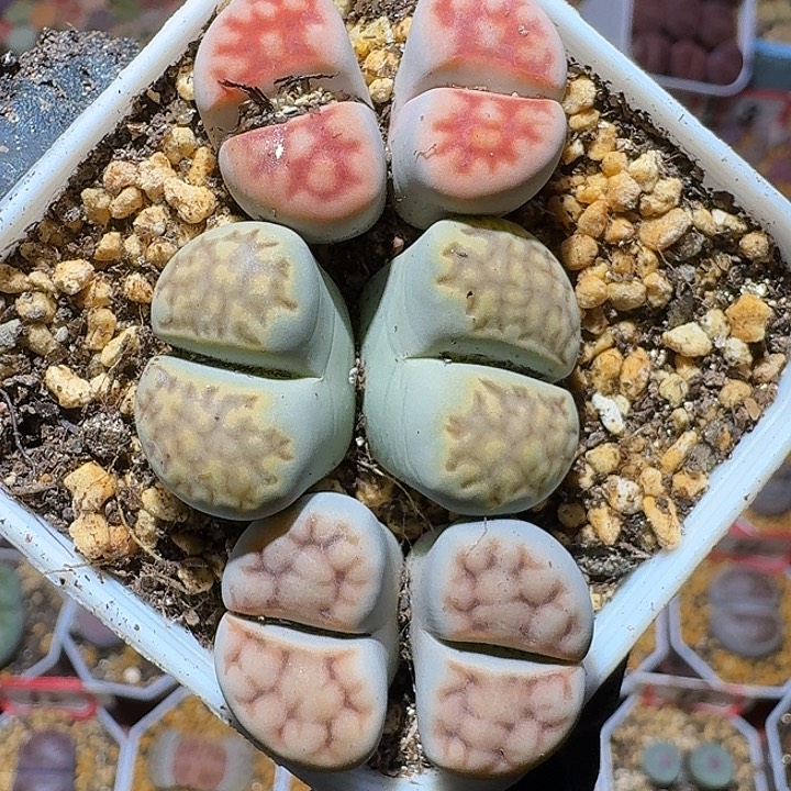 生石花112222。  201