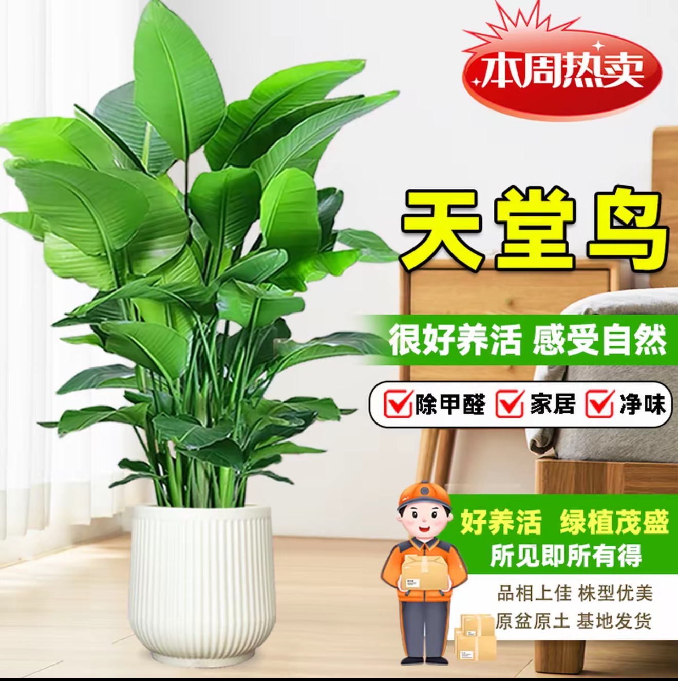 【1.1-1.3米天堂鸟】 顺丰/京东包邮室内绿植盆栽好养活可净化空气