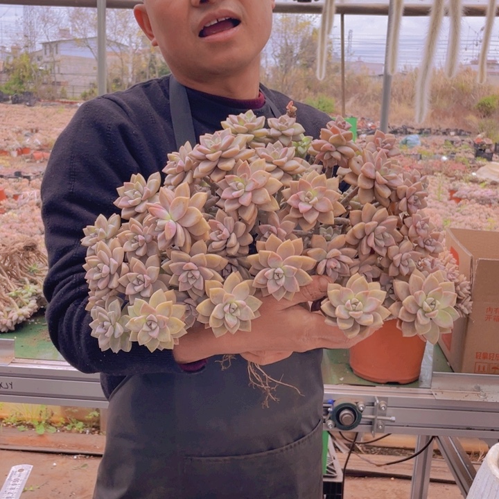 240淡雪缀化一物一拍