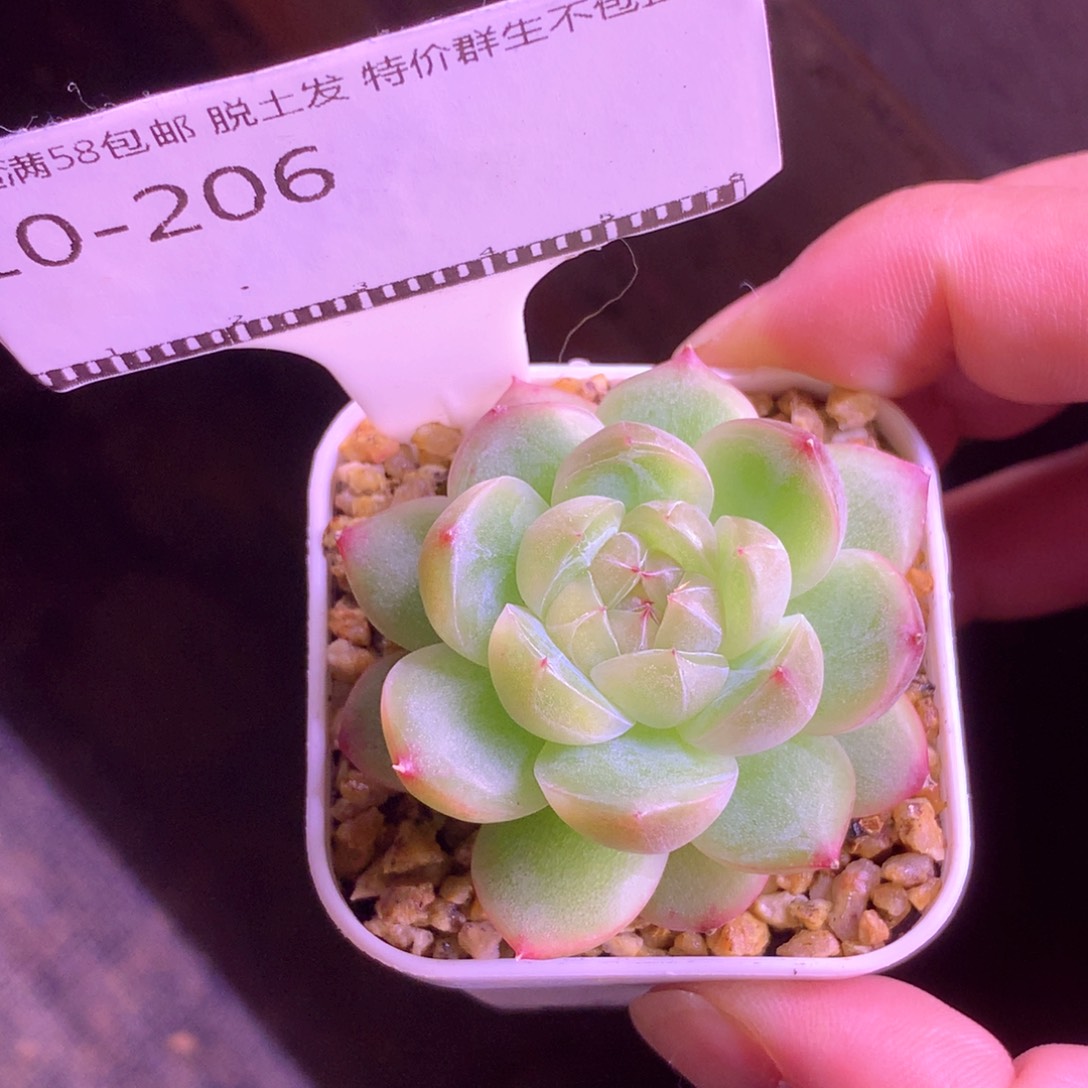 珍妮优选暗纹包子58包邮
