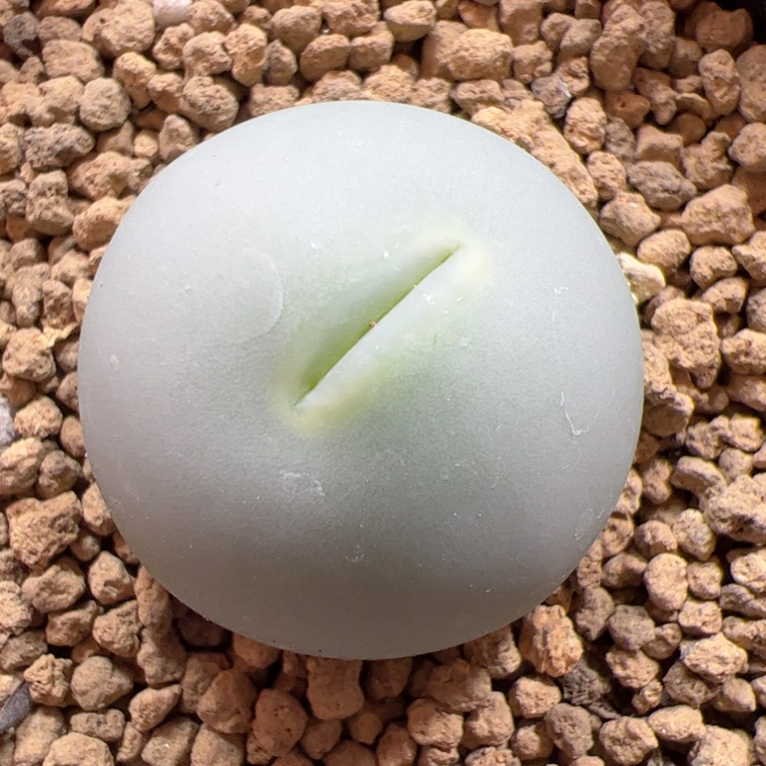 【闪购商品】326 鸽子蛋