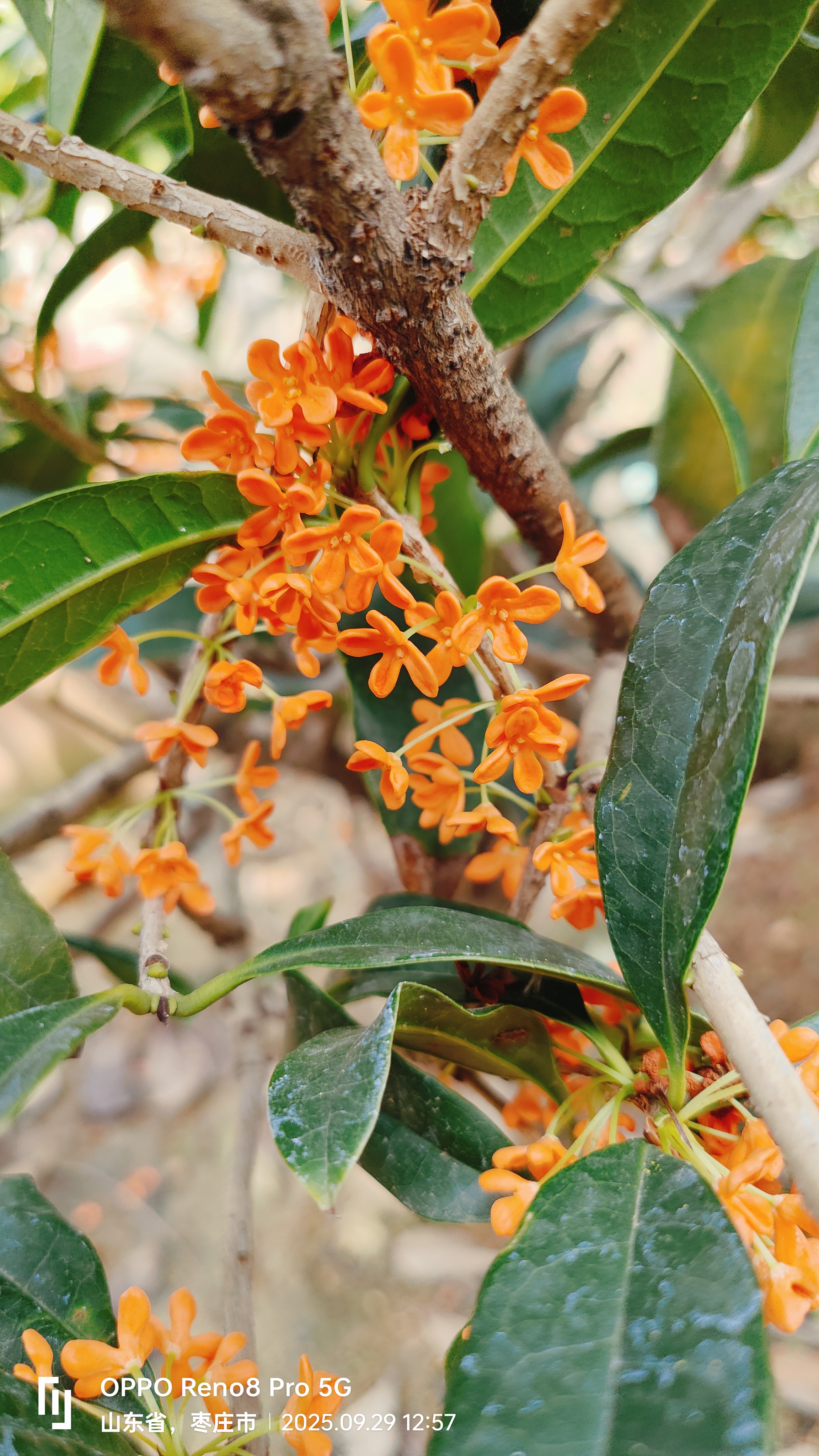 桂花树苗浓香型四季桂盆栽地栽室内外阳台庭院种植易活带花苞