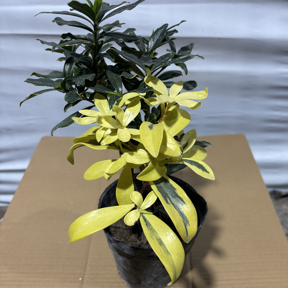 金边瑞香稀有变异彩叶浓香型带花苞盆景客厅室内花卉四季耐寒植物