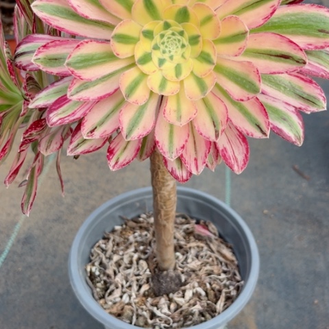 多肉植物微锦锦。