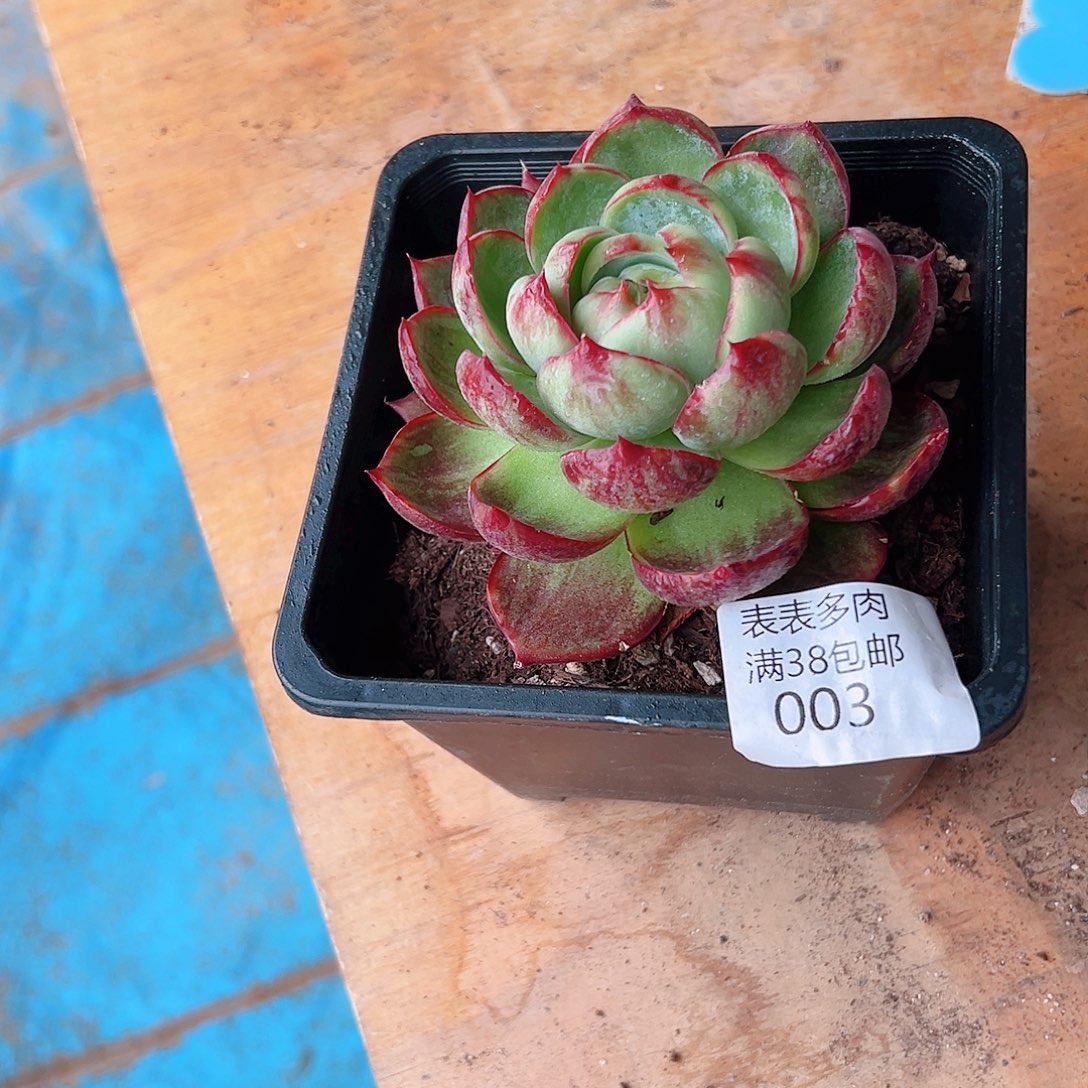 苗***苗 多肉一物一拍植物003
