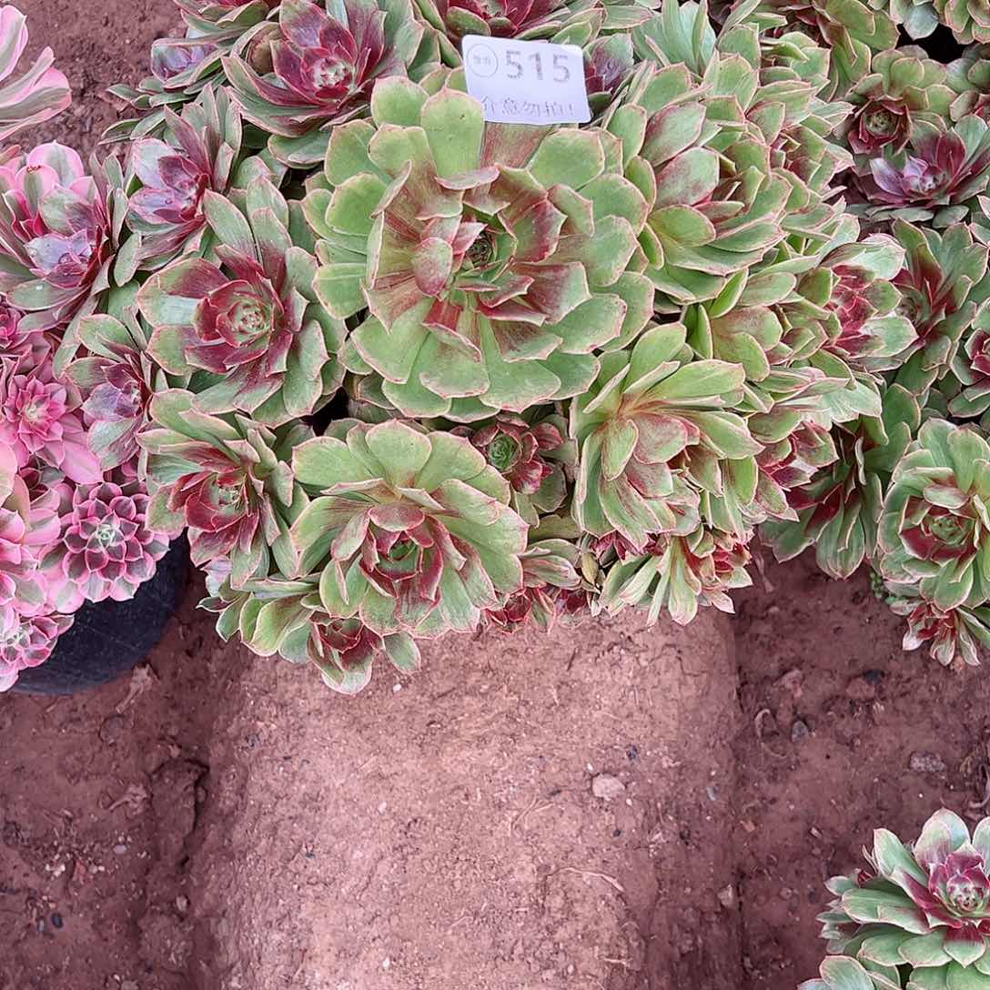 无花朵多肉植物515