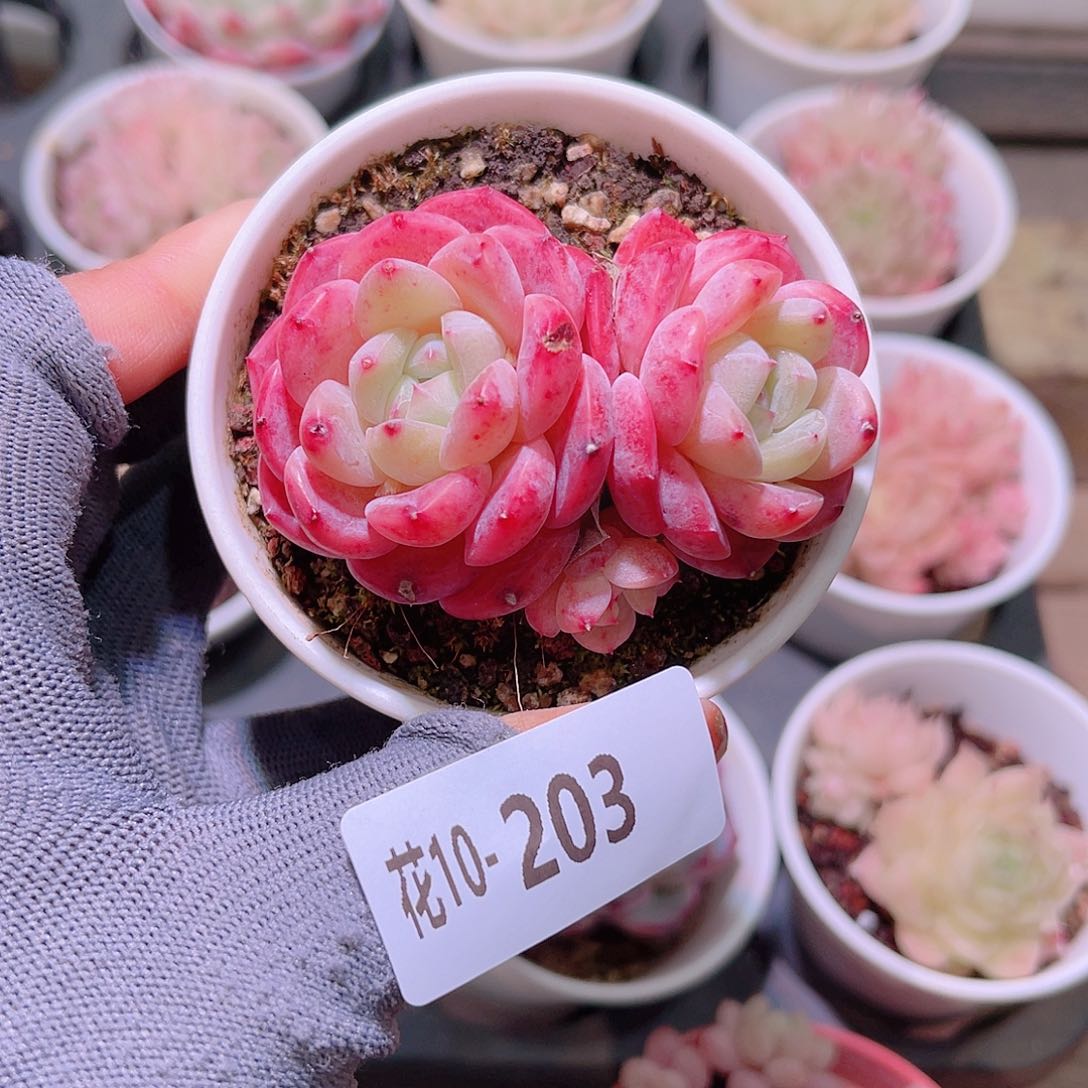 花10-203刚毅带仔