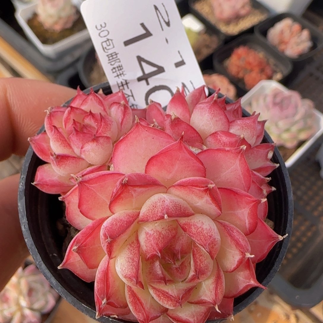 玫瑰花女王一颗脱土