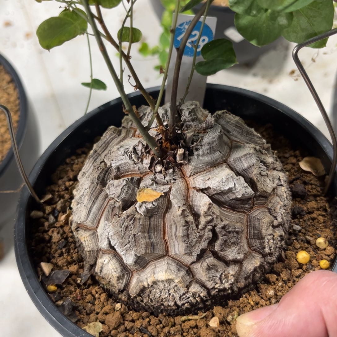 728龟甲龙带盆带土发货 