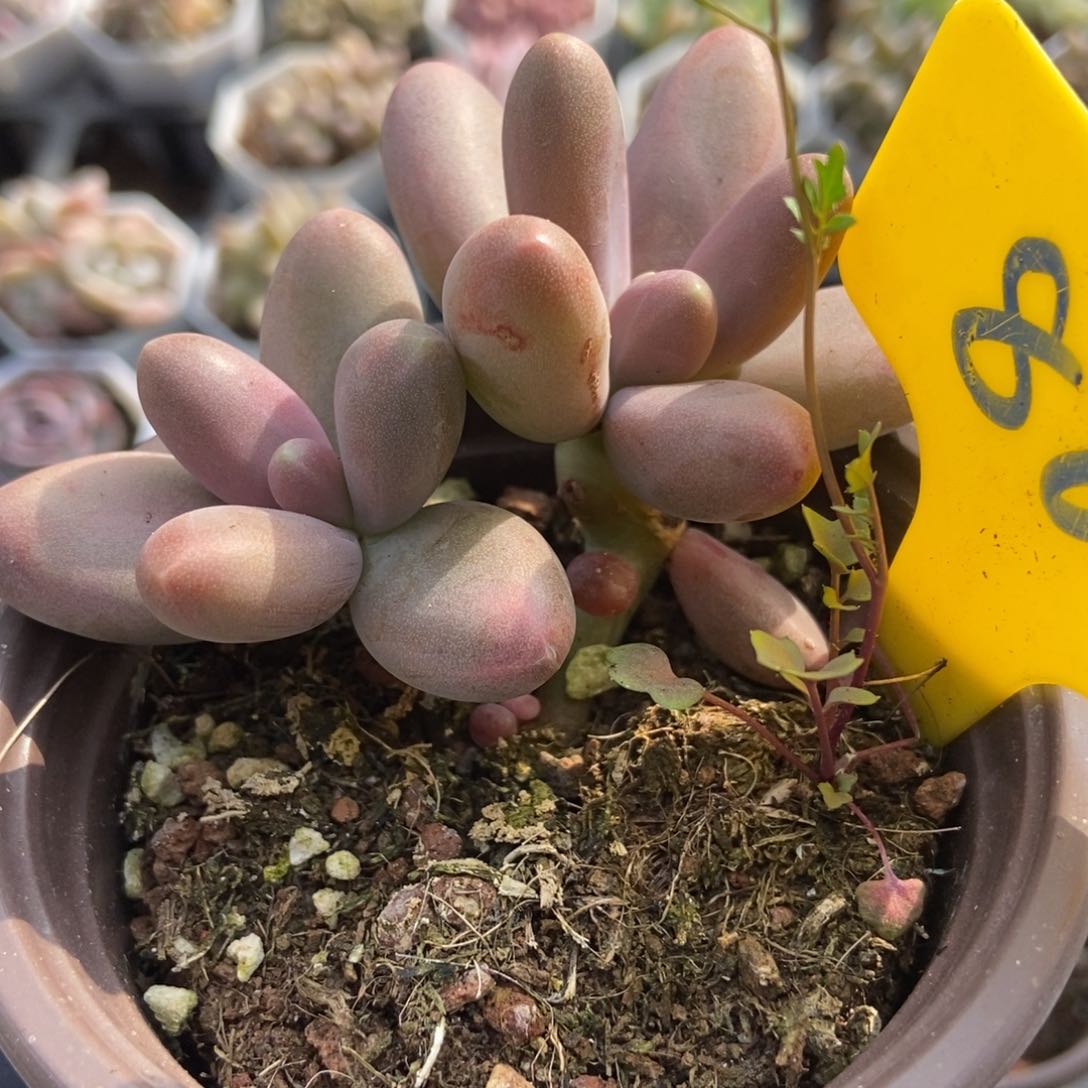 882糖果美人多肉植物保护