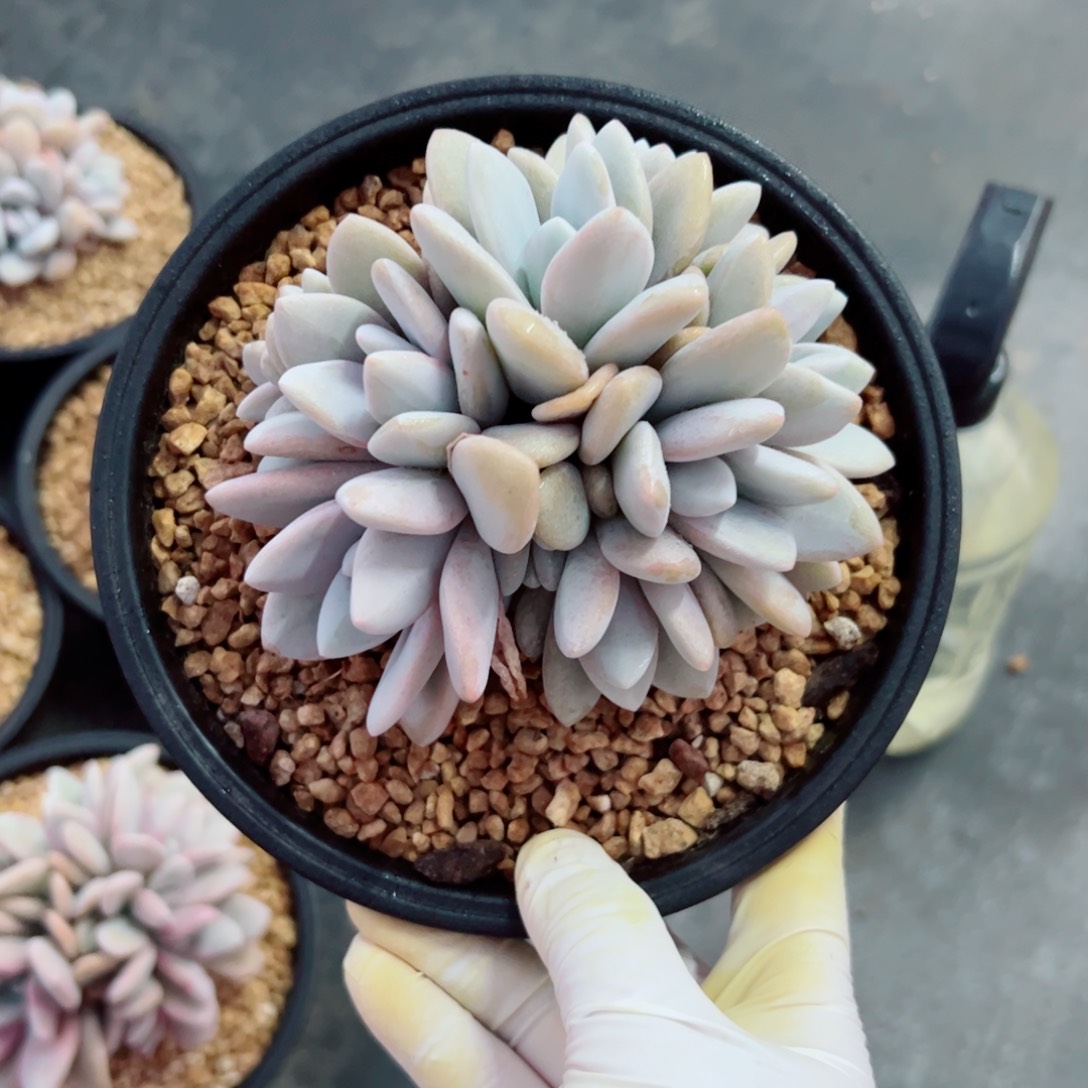 粉兔缀化多肉植物