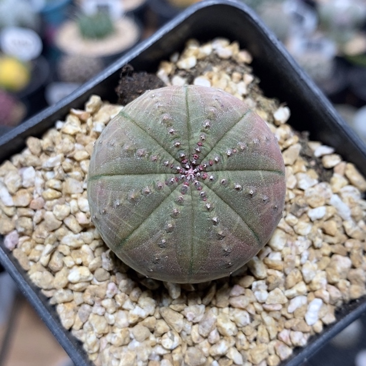 实生欧系布纹球858号3.5cm