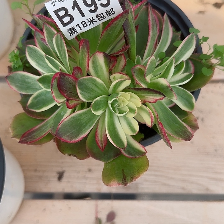 多肉 孔雀翎多肉法师植物
