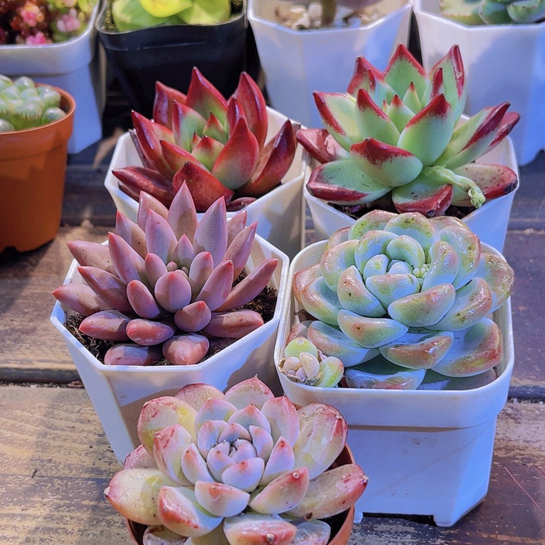 如图五盆11111111111