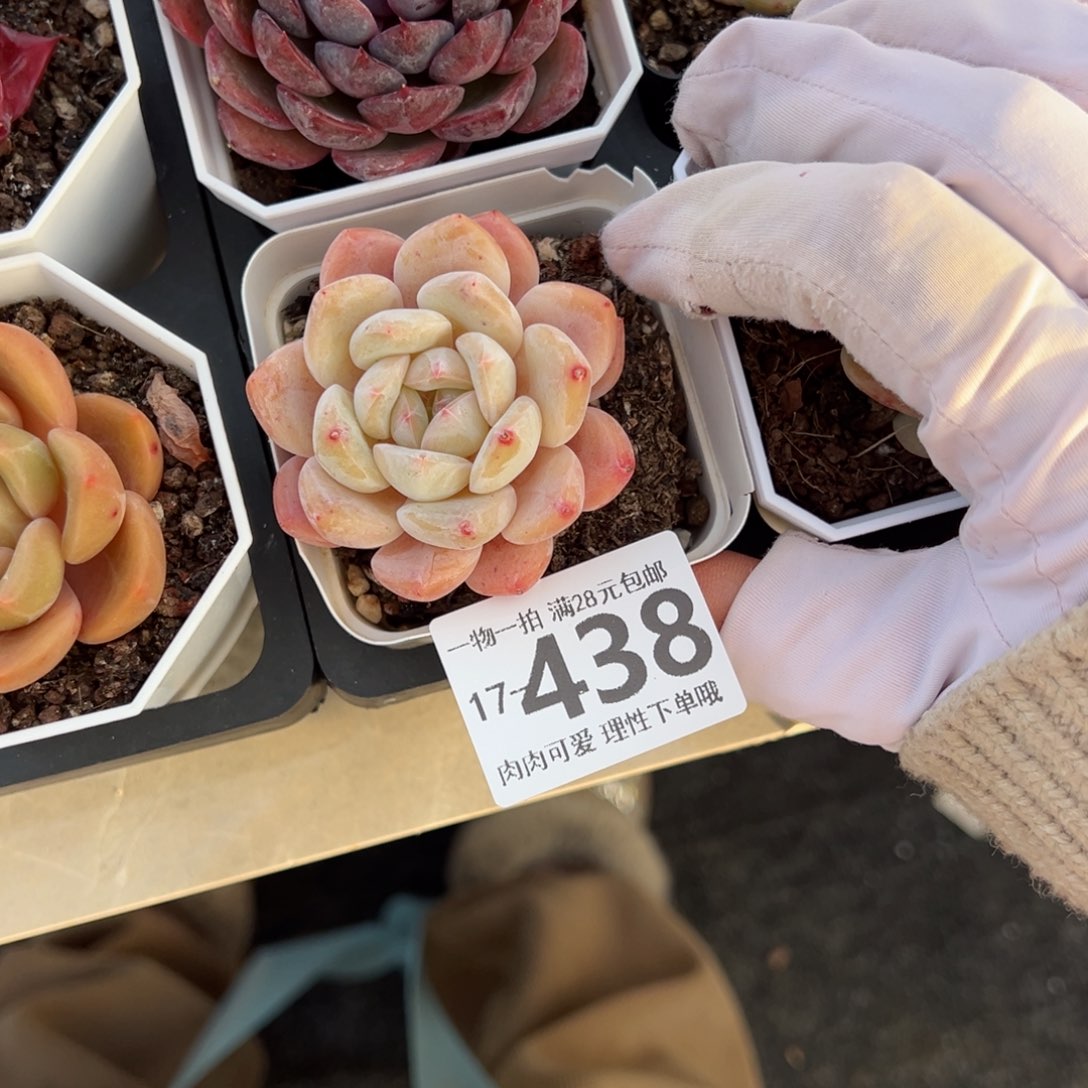 雪厚多肉多肉多肉多肉