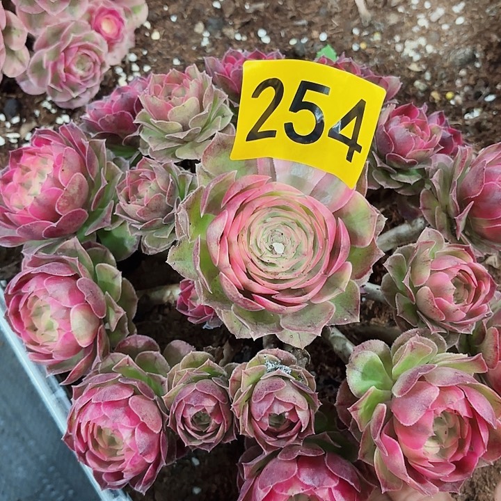 多肉植物荔枝254