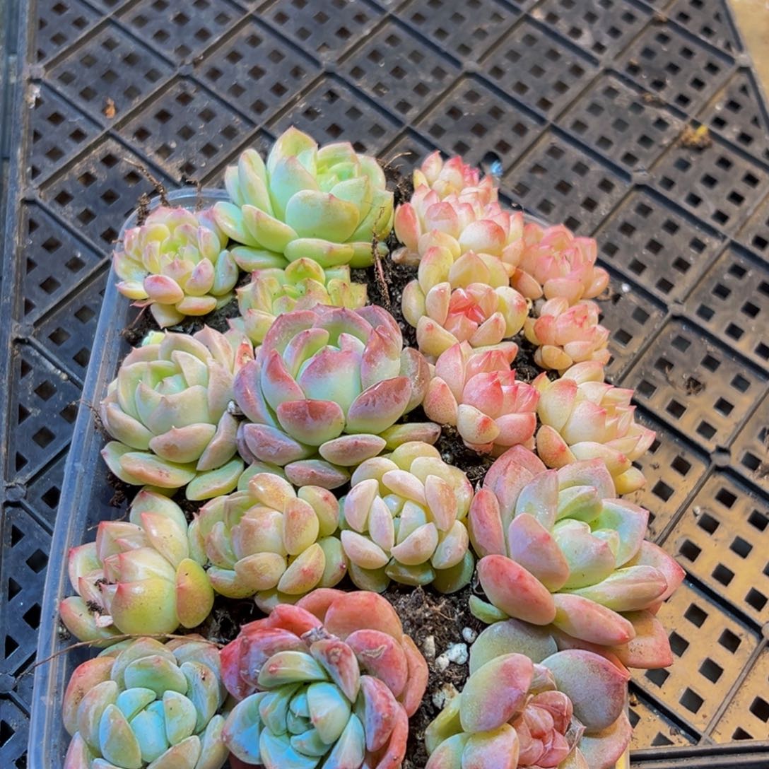 用***5401多肉葡萄的味道是