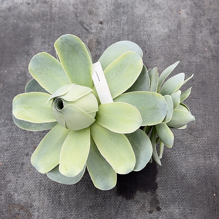 山地玫瑰一物一拍，脱土发，1号不包断侧芽