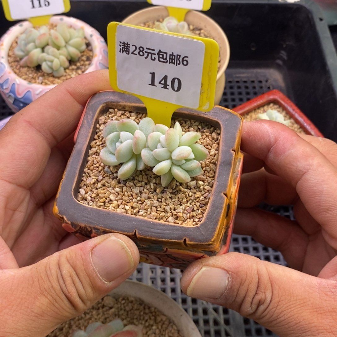 6140冰玉朵朵小树多肉