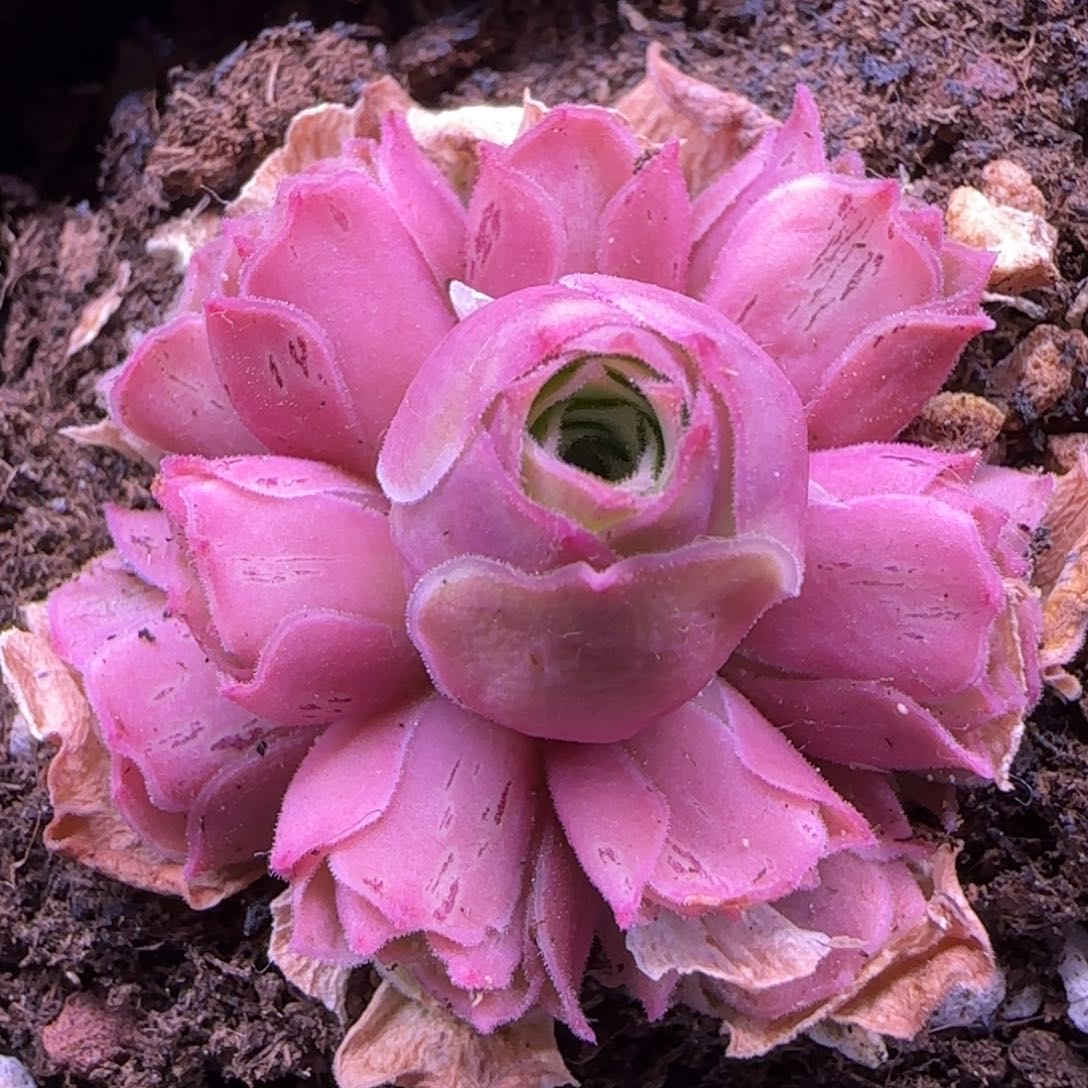 毛绒小甜心七方杯588