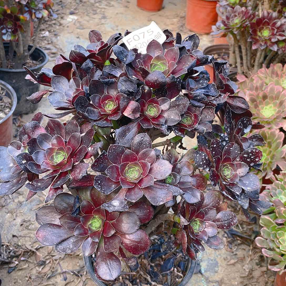 075黑原叶多肉法师