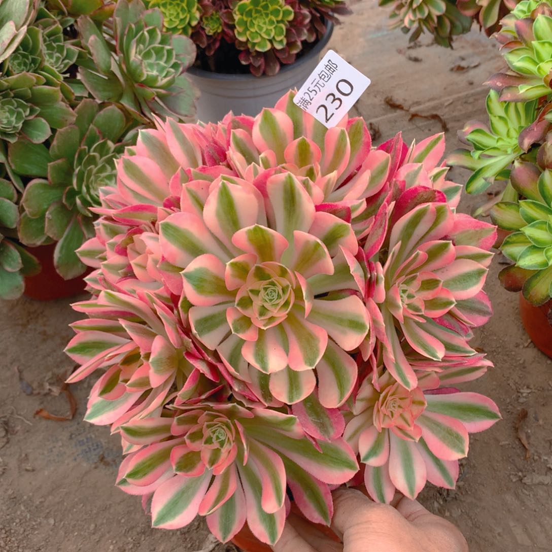 230粉女巫老桩多肉植物