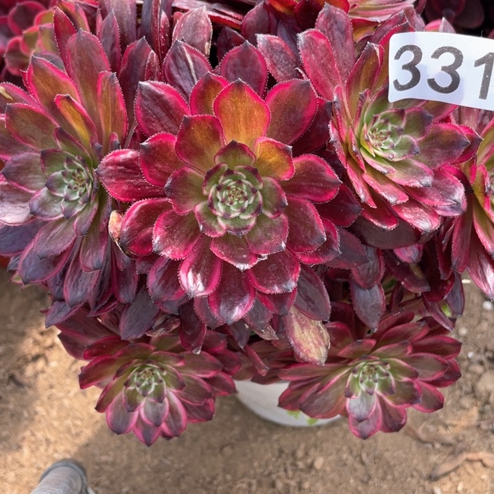 331多肉植物紫霞仙子