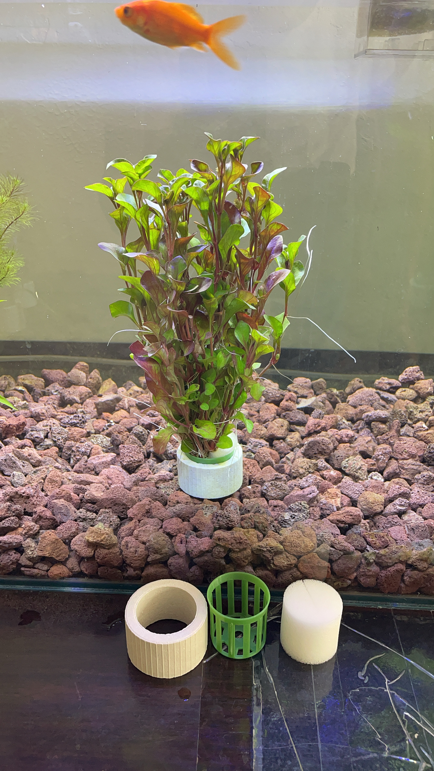 红波水草阴性水草鱼缸造景植物后景好养懒人新手增氧淡水净化水质