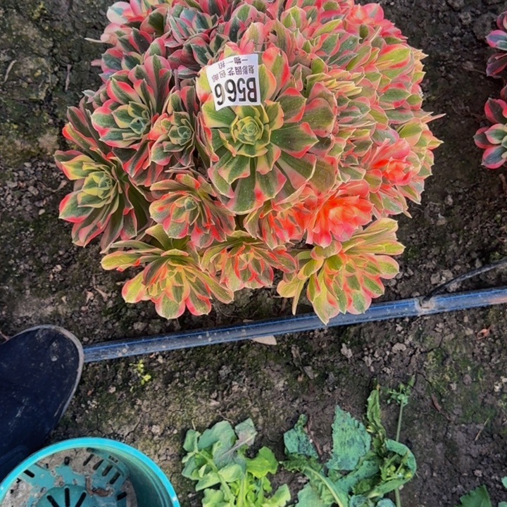 初恋花25-44包邮花花