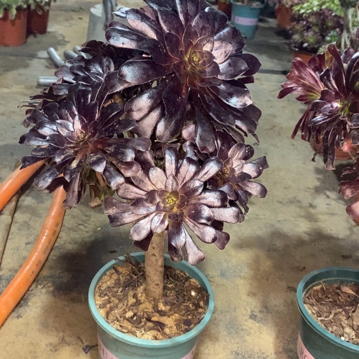 墨法多肉植物10。 
