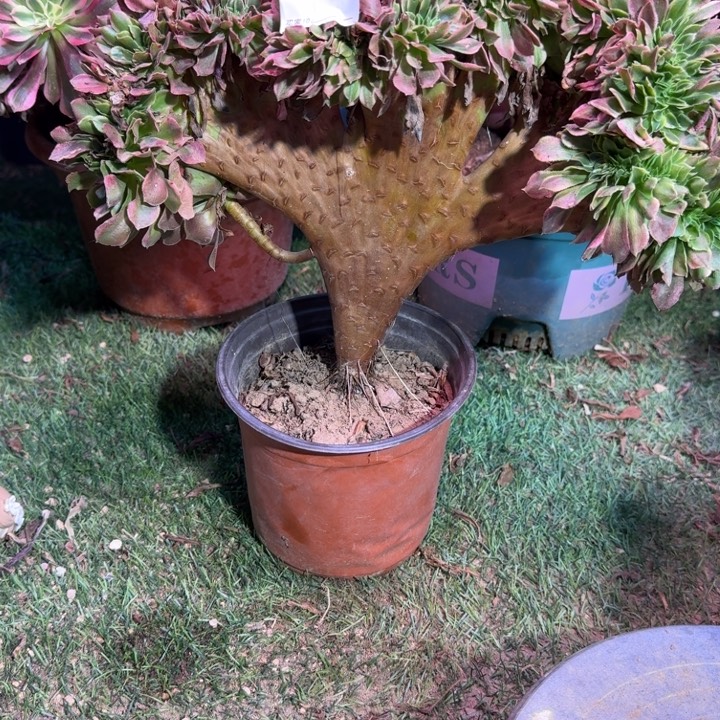 香妃大事缀哈哈540