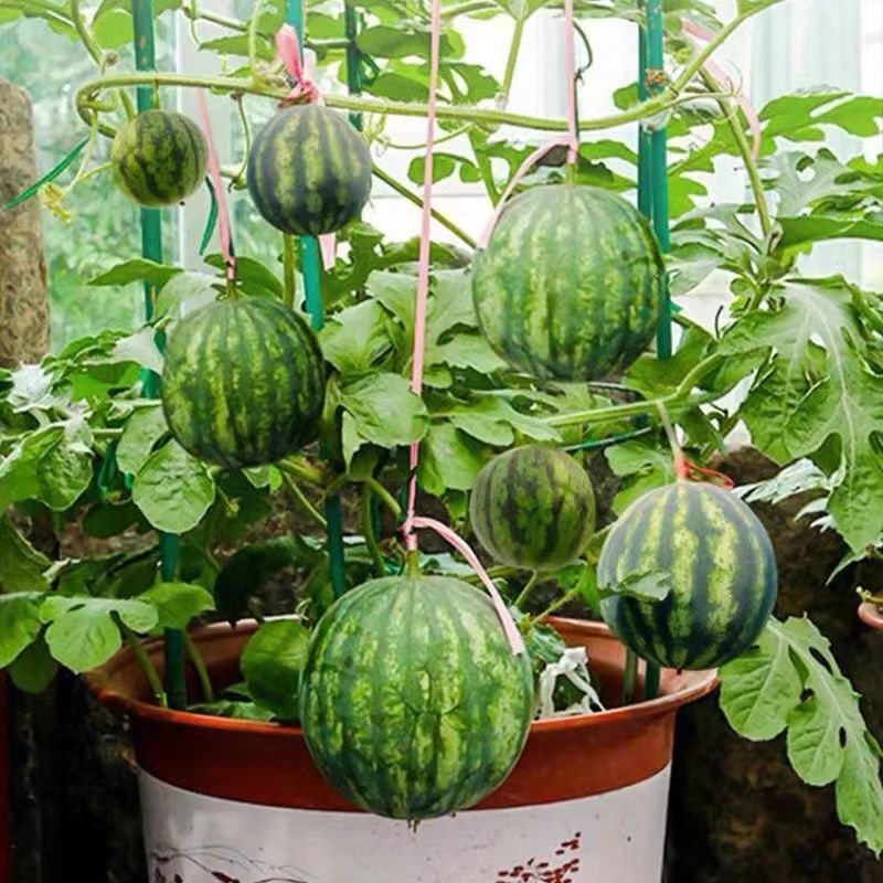 盆栽蜂蜜小西瓜种子薄皮红壤西瓜子春季四季阳台盆栽水果种子大全