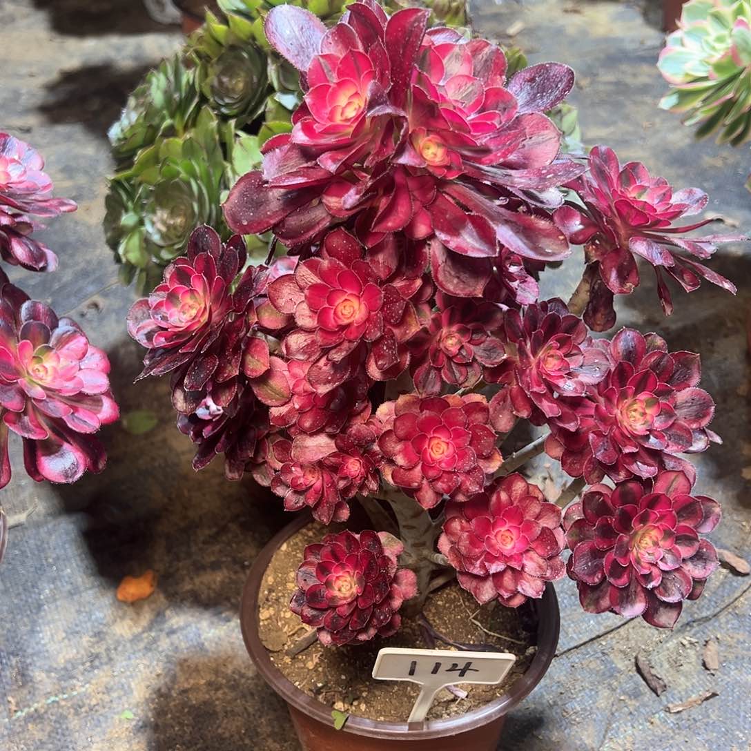 114多肉0000000000000000