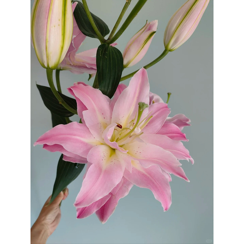 【梦想线】重瓣香水百合 一单包邮 云南鲜花昆明基地现采现发