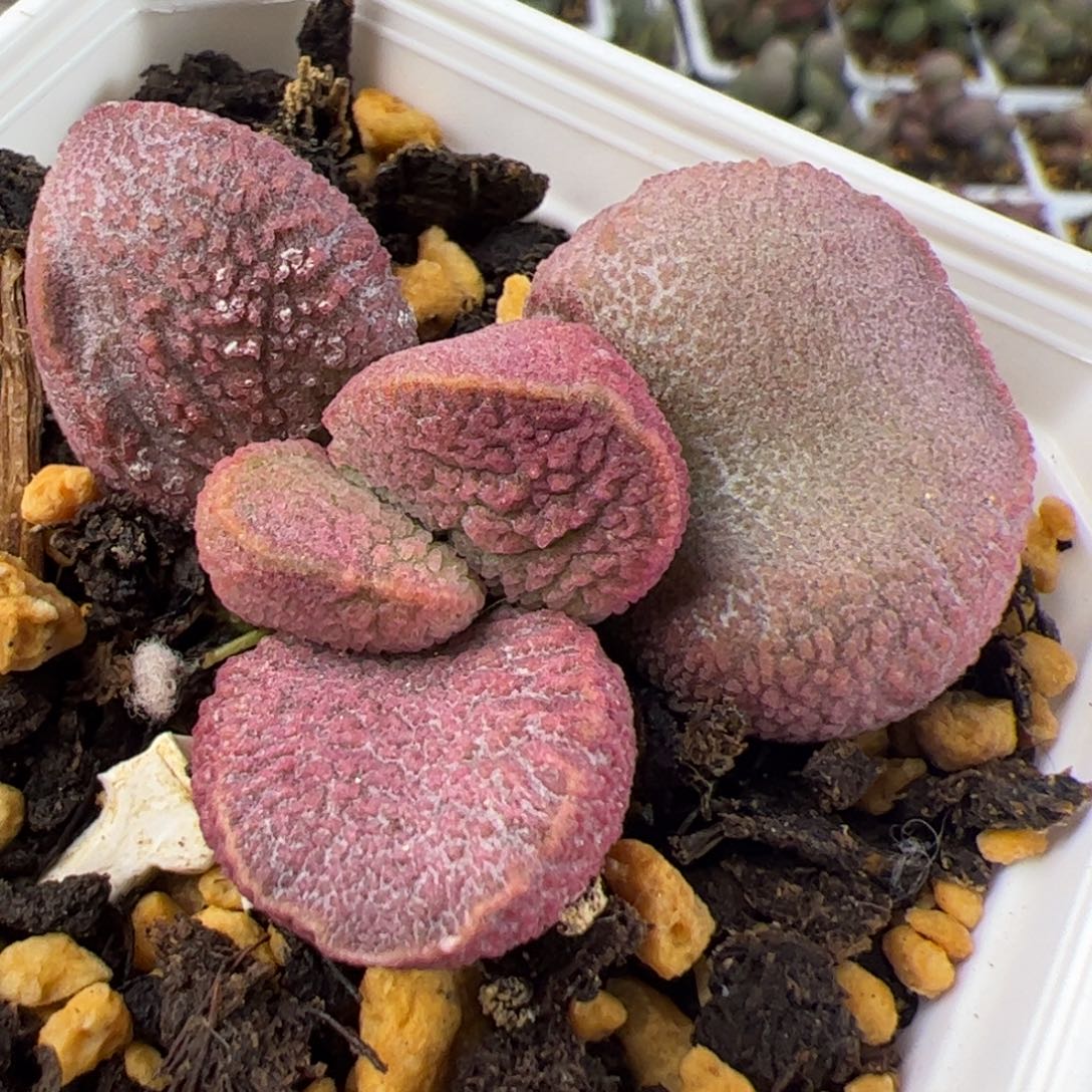 特价实生新品整颗多肉植物水泡