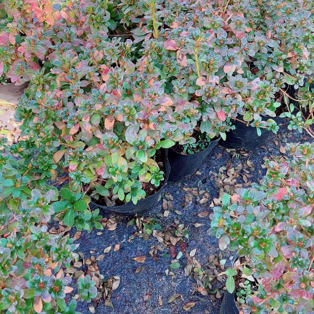 无花朵盆景皋月杜鹃深山满月