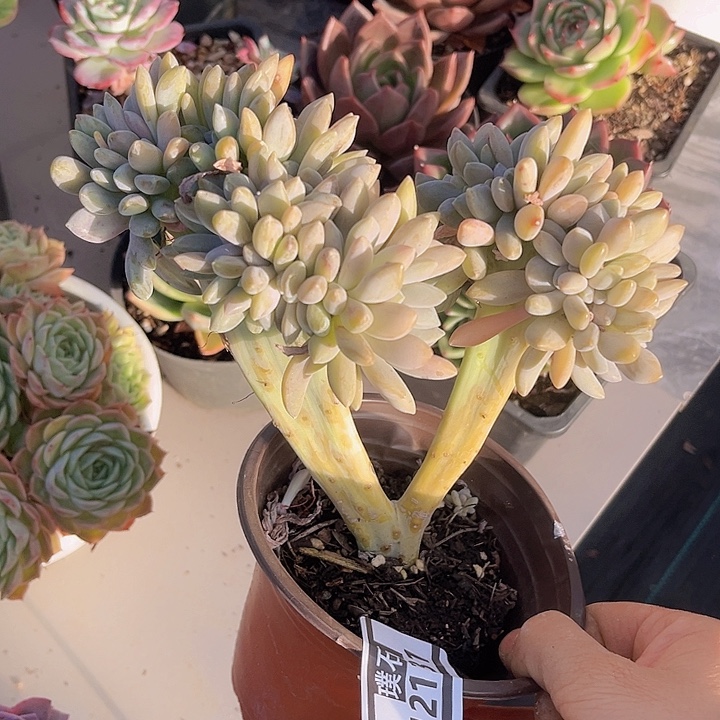 醉美人12131多肉植物