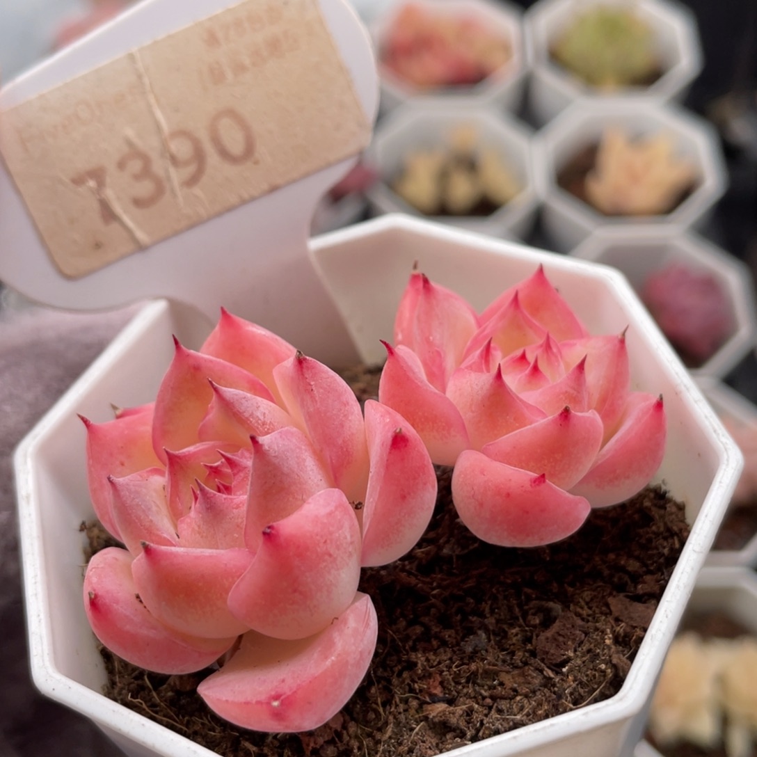 水晶玫瑰7390-6.0厘米