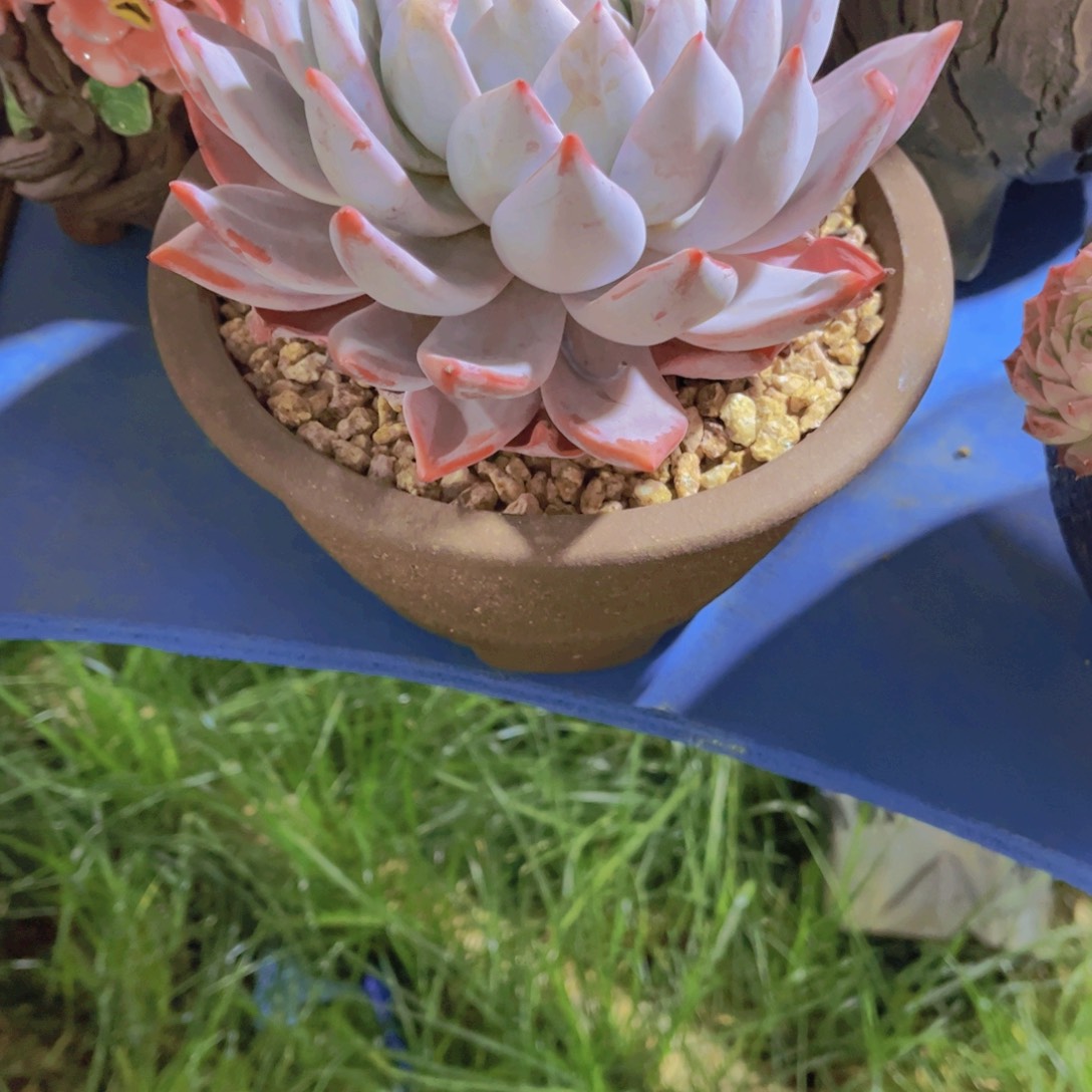 ****姐多肉植物保护研究所所长